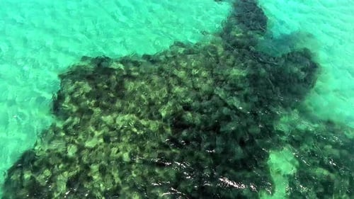 Seaweed and Coral Reef on a Clear Tropical Shallow Sea Floor With White Sand