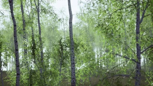 Panorama of Birch Forest with Sunlight