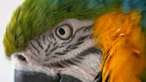 Photo de
détail macro extrême montrant les yeux et la pupille d'un perroquet ara ara sauvage au soleil. Exploit coloré