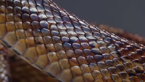 Coronella Brown Snake Crawling on Wooden Snag at Black Background. Close Up