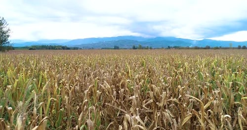 Close-up corns in the field.