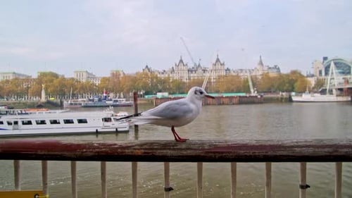 Slow motion Seagull in Central London during Covid-19 Coronavirus lockdown bu the Thames River in En