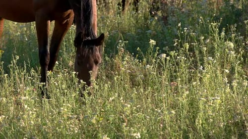 Two Brown Horses Graze in Verdant Grassy Field