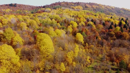 Autumn in the mountain forest. Autumn colors in forest aerial view.
