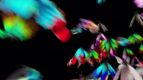 Schmetterling 4K