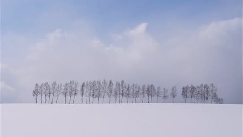 Support d'arbre et de branche avec neige en hiver