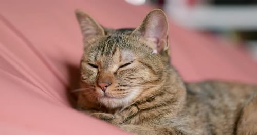 Adorable cat sleeping