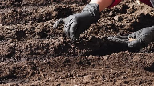Farmer Sowing Seeds in the Garden