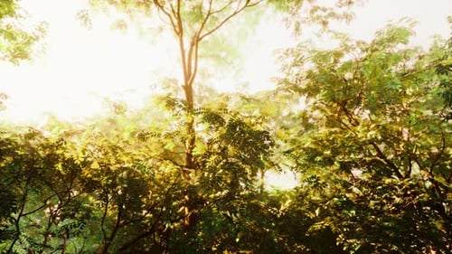 Belle matinée dans la forêt