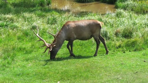 Deer By The Pond