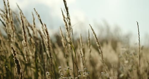Dry Grass Waving on Wind in Field