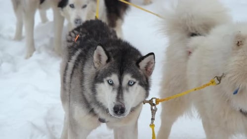 Team of sled dogs standing in snowy landscape