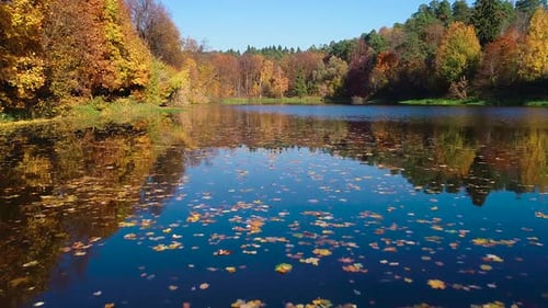 Colorful Autumn Forest Wood on the Lake