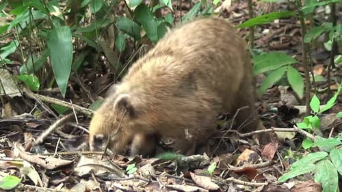 Coati in Iguazu National Park