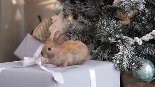 Adorable Rabbit on Christmas Gift Near Tree