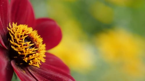 Couleur rouge : dahlia, fleur DOF peu profonde dans le jardin, 4K, 30 images par seconde, 2160p, images UltraHD - Dahlia Bishop of