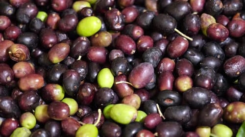 Close Up of Pile of Fresh Olives
