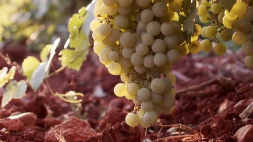 Saftige Trauben hängen im grünen Laub im Weinberg