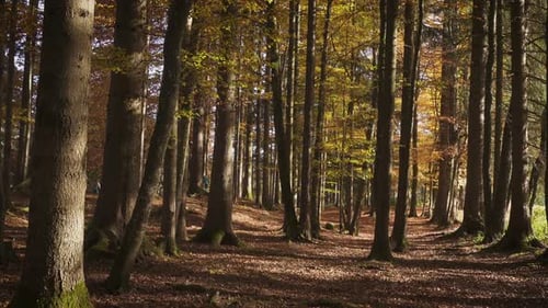 Beautiful Sunny Forest 5