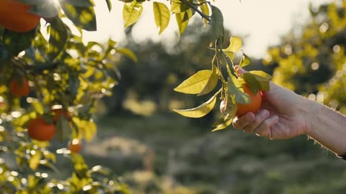 Hand Plucking Ripe Orange from Tree in Orchard