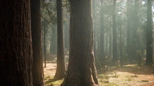 Sunset on the Giant Forest Sequoia National Park California