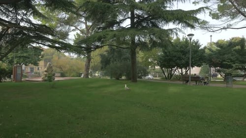 Gaviota caminando sobre la hierba verde de un parque