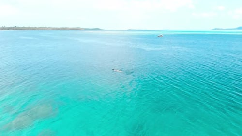 Aerial slow motion: woman snorkeling on coral reef tropical sea from above