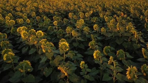 Sunflower Field - Drohne