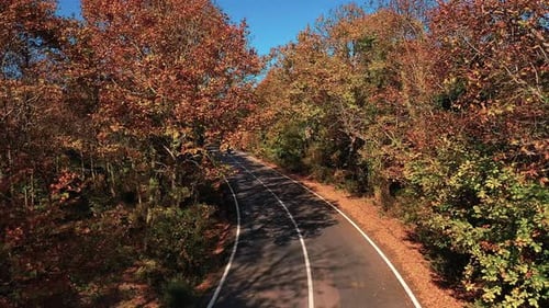 Motorcycle Rider on a Forest Road