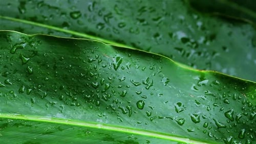 Vibrant Green Leaf Adorned with Glistening Water Droplets