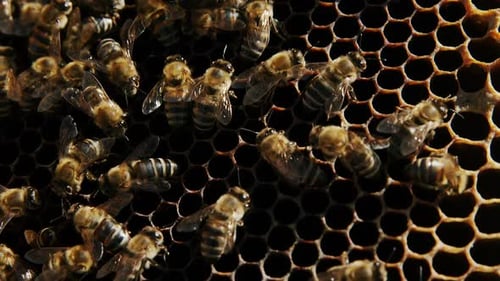 Nahaufnahme eines mit Bienen bedeckten Honigbienenrahmens