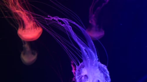 Glänzende, lebendige fluoreszierende Quallen leuchten unter Wasser, dunkles Neon, dynamisch, pulsierend, ultraviolett