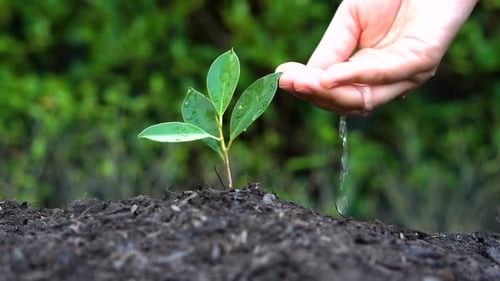 Foto em câmera lenta - mão dando água para a planta