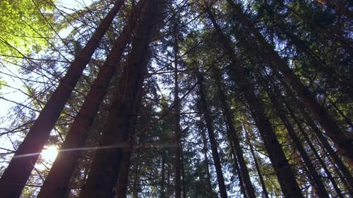 Sun Peaking through the Thick Forest of the Romanian Mountains