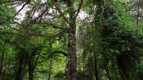 Forest Landscape