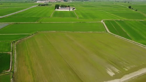 Rice Paddy Agriculture Field