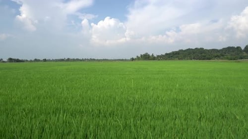 Sliding move in green paddy field