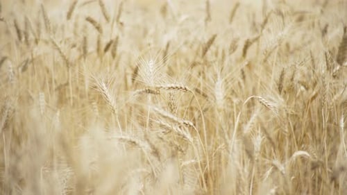Ährchen mit gelbem reifem Weizen auf goldenem Feld während des Tages