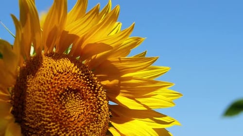 Close Up of a Vibrant Yellow Sunflower
