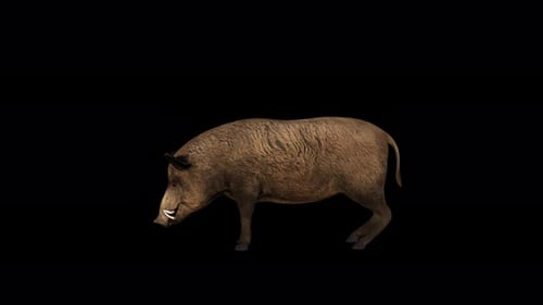 Animated Wild Boar Sniffing Ground Alpha Loop