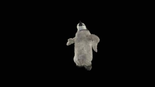 Penguin Dancing HD