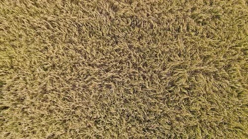 Aerial Over Rice Fields