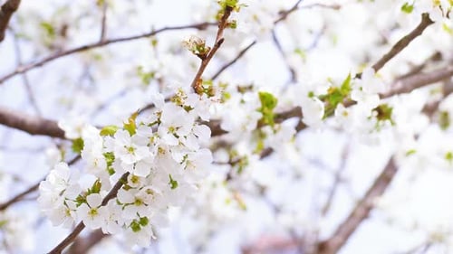 Spring Blossom