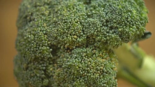 Close Up of Fresh Green Broccoli Floret