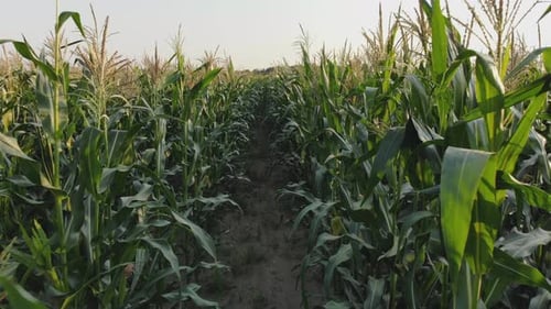 Corn Young Field