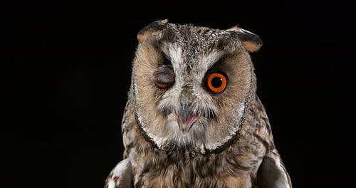 Long Eared Owl, asio otus, Portrait of Adult, Normandy in France, Real Time 4K