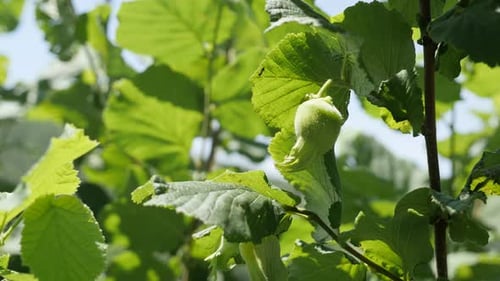 Green hazelnut organic fruit and leaves on the tree close-up 4K 2160p 30fps UltraHD footage - Ripe