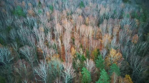 Autumn Trees Forest Landscape Aerial Shot, With Coniferous Wood Olden Foliage