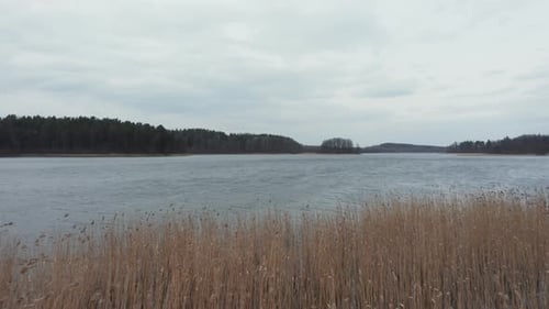AERIAL: Flying Over Reeds Waving in Wind Near the Lake and Forest on a Gloomy Dull Day