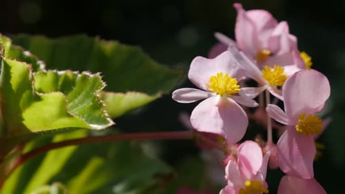 Inclinable sur des boutons de fleurs de bégonia rose en cire dans le jardin, 4K 3840X2160, 30 images par seconde, vidéo UltraHD -